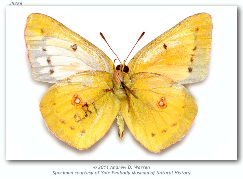 Colias eurytheme (mosaic gynandromorph, Tempe, Maricopa Co., AZ emg. 7-11-1913, verso) (Internet Image property of respective owner, non-commercial use only)
